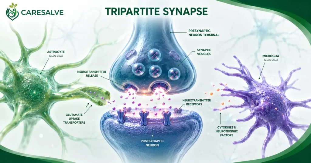 Tripartite Synapse