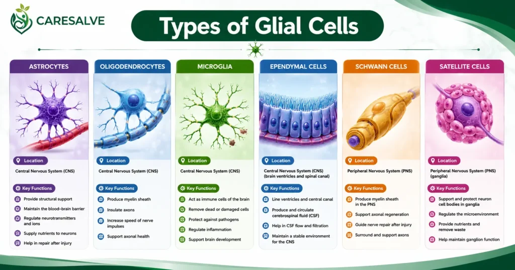 Types of Glial Cells